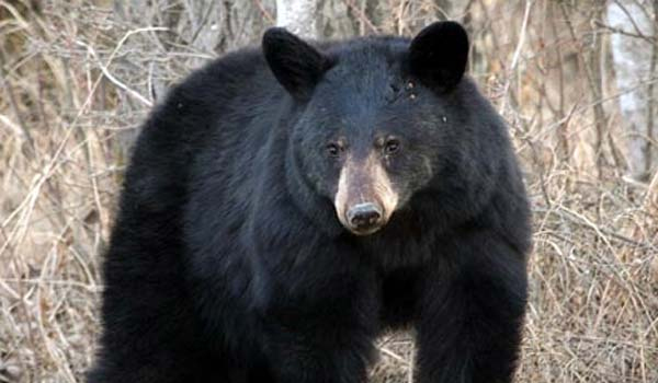 കരടി ഭീതി ഒഴിയാതെ ചീരാല്‍