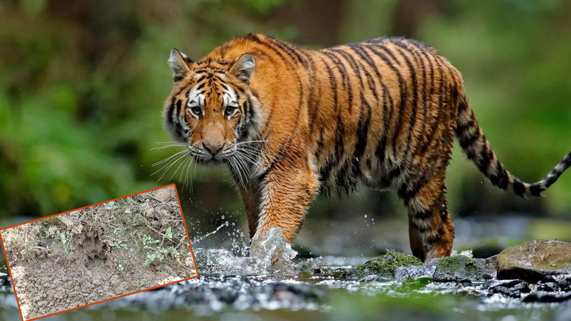 പനമരം പച്ചിലക്കാട് പടിക്കംവയലില്‍ കടുവ?