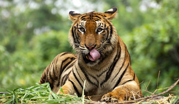 ജനവാസ മേഖലയില്‍ ഭീതി പടര്‍ത്തിയ കടുവ വനത്തിലേക്ക് കയറി