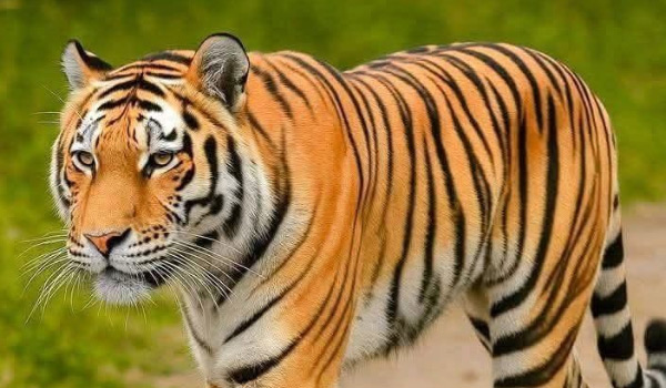 പുല്‍പ്പള്ളി വണ്ടിക്കടവിലെ  നരഭോജികടുവ കാണാമറയത്ത്