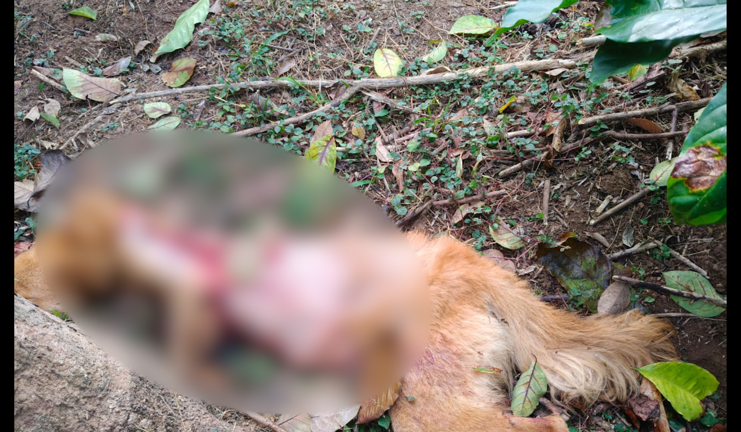 ബത്തേരി അരിവലില്‍  വന്യജീവി ആക്രമണം.