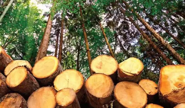 മുട്ടില്‍ മരംമുറി: വനംവകുപ്പ് നടപടിക്കെതിരെ പ്രതികള്‍ നല്‍കിയ അപ്പീല്‍ തള്ളി