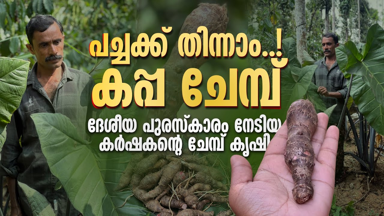 പച്ചക്ക് തിന്നാം..! | കപ്പ ചേമ്പ് ദേശീയ പുരസ്‌കാരം നേടിയ കർഷകന്റെ ചേമ്പ് കൃഷി