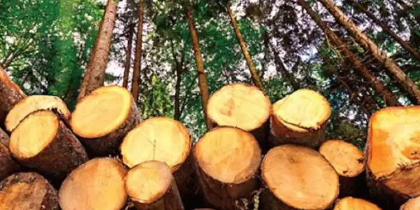 മുട്ടില്‍ മരംമുറി:  36 കേസുകളില്‍ കുറ്റപത്രം സമര്‍പ്പിച്ച് അന്വേഷണ സംഘം