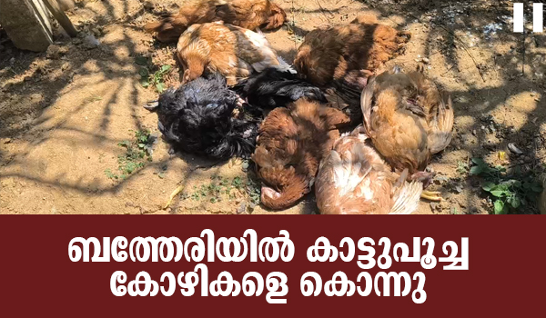 സുൽത്താൻബത്തേരിയിൽ കാട്ടുപൂച്ച കോഴികളെ കൊന്നു.