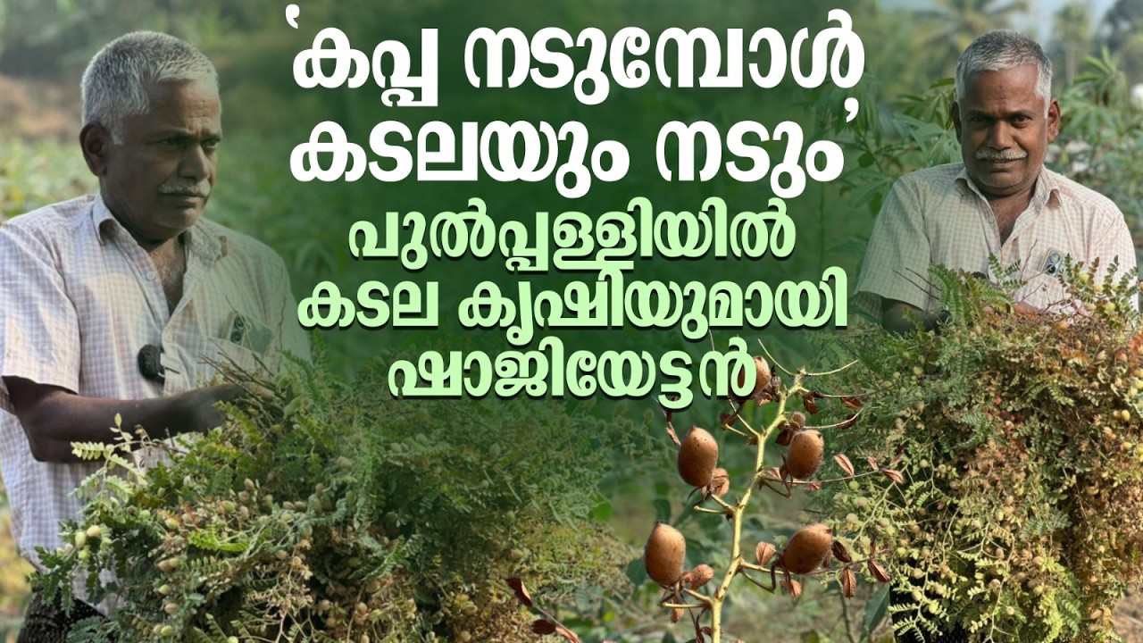 “കപ്പ നടുമ്പോൾ കടലയും നടും” പുൽപ്പള്ളിയിൽ കടല കൃഷിയുമായി ഷാജിയേട്ടൻ
