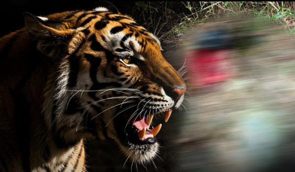 കേണിച്ചിറ കേളമംഗലത്ത്  കടുവ ആക്രമണം  പശുകിടാവിനെ  കൊന്ന് ഭക്ഷിച്ചു