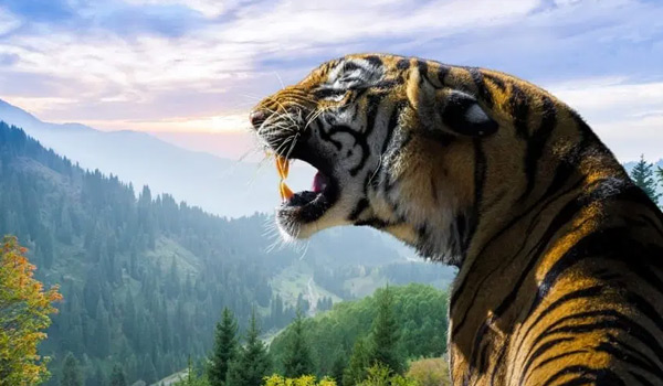 കടുവകളുടെ രണ്ടാംഘട്ടകണക്കെടുപ്പ് ജീവനക്കാർ പരീശനം നൽകി വനവംകുപ്പ്.