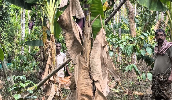 കരിപ്പൂര് നിവാസാകിളുടെ ഉറക്കം കെടുത്തി മുട്ടികൊമ്പന്‍