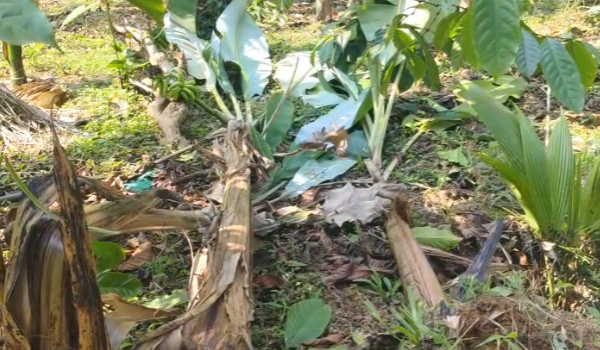 വെള്ളമുണ്ട പുളിഞ്ഞാലില്‍ കാട്ടാനശല്യം രൂക്ഷം