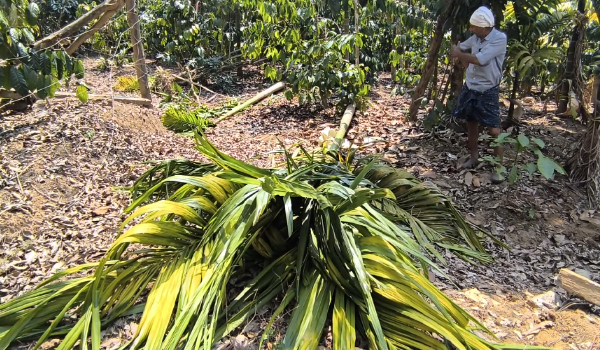 വള്ളുവാടിയില്‍ വീണ്ടും കാട്ടാന കൃഷിനിശിപ്പിച്ചു