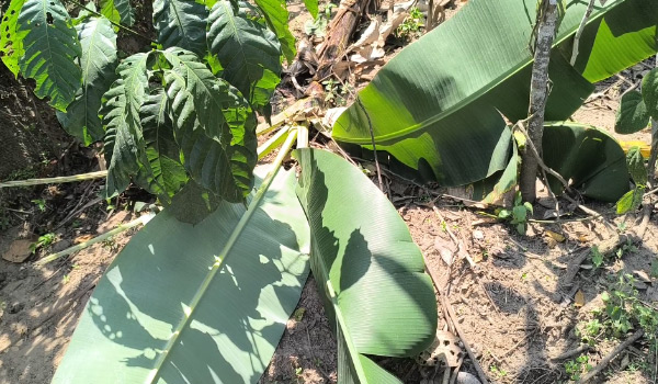 വള്ളുവാടി മേഖലയില്‍ ഇന്നലെയും മുട്ടികൊമ്പനിറങ്ങി