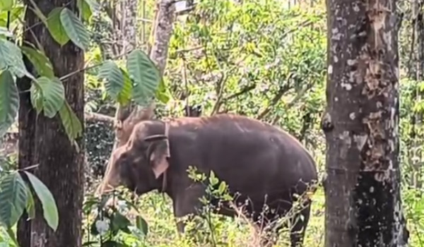 മുട്ടികൊമ്പനെ പിടികൂടാനുള്ള ആദ്യദിന ദൗത്യം വിഫലമായി