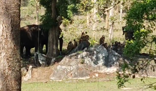 മുട്ടികൊമ്പന്‍ മിഷന്‍ തുടര്‍ന്ന് വനം വകുപ്പ്