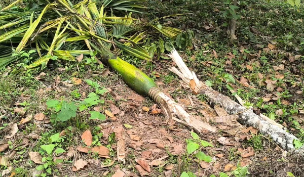 വടക്കനാട് വീണ്ടും കാട്ടാനയുടെ താണ്ഡവം.