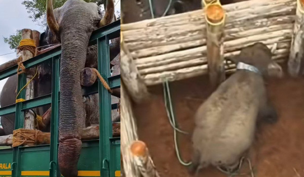 മുട്ടികൊമ്പന്റെ തുമ്പിക്കൈയ്യിലെ മുറിവുകള്‍ സുഖപ്പെടുന്നു