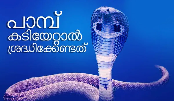 പാമ്പുകടിയേറ്റാൽ ഉടൻ ചെയ്യേണ്ട കാര്യങ്ങൾ