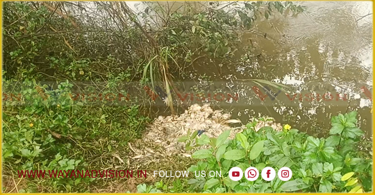 പുഴയില്‍ കോഴി അവശിഷ്ടങ്ങള്‍; മാനന്തവാടി നഗരസഭയിലെ ചെറുപുഴ പാലത്തിനരികിലാണ് പുഴയില്‍ ചത്ത കോഴിയെ ഉള്‍പ്പെടെ നിക്ഷേപിച്ചിരിക്കുനത്.