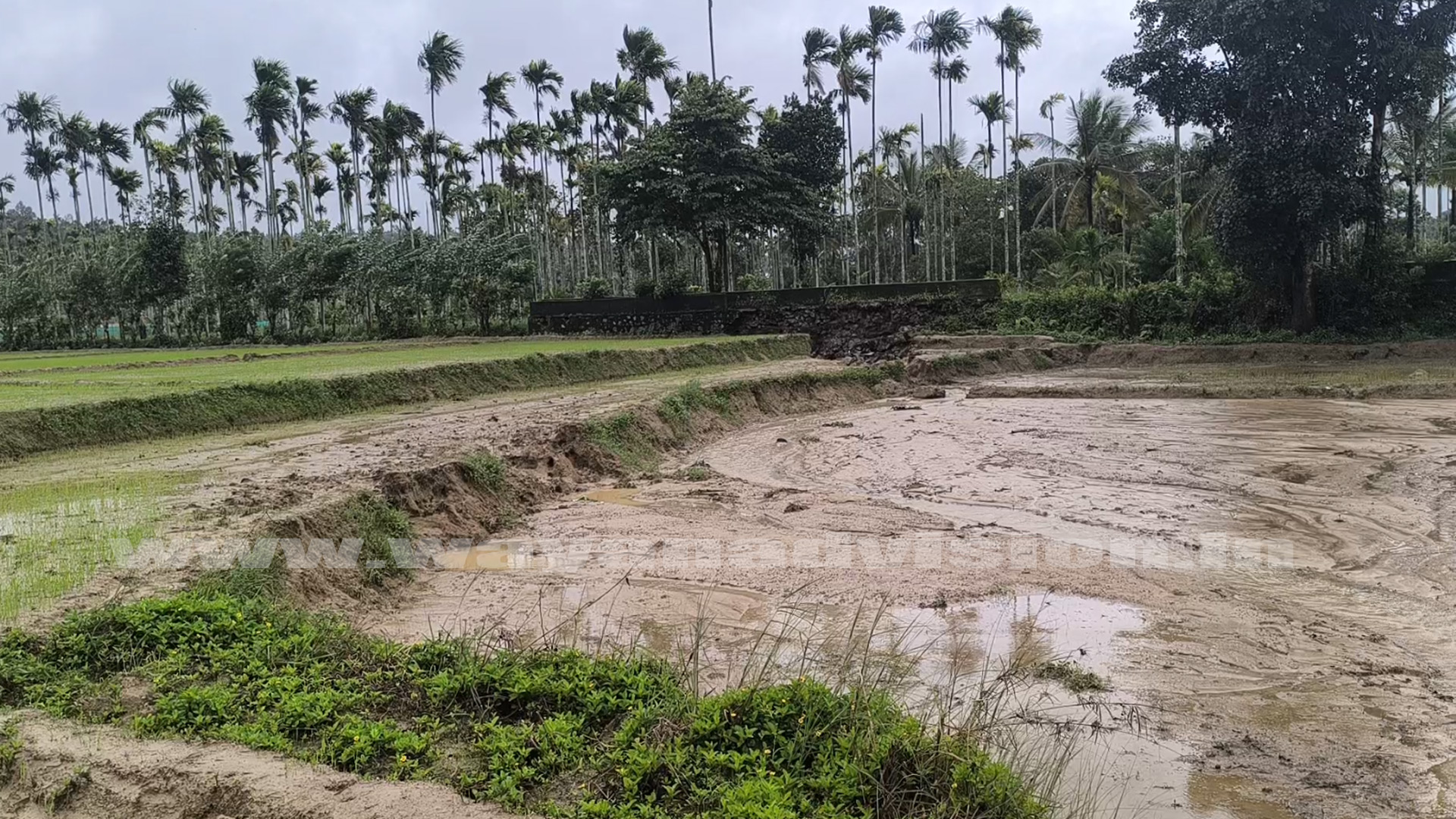 കാലഹരണപ്പെട്ട കനാല്‍ തകര്‍ന്ന് നെല്‍കൃഷി നശിച്ചു