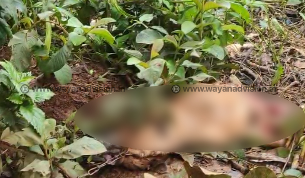 ചീരാലില്‍ വീണ്ടും പുലി ഭീതി, വളര്‍ത്തുനായയെ കൊന്നു