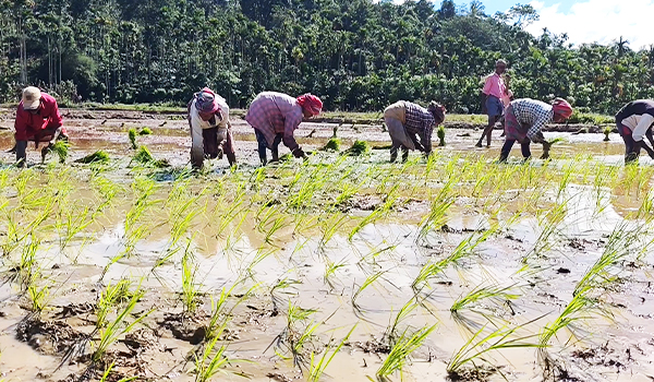 ചീരാല്‍ പാടശേഖരത്തില്‍ ഞാറു നട്ട് അതിഥി തൊഴിലാളികള്‍